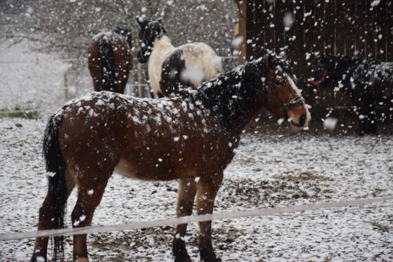 comment devenir Appaloosa quand on est bai