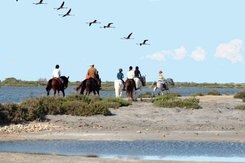 Galops sur les plages à cheval